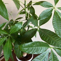 観葉植物 パキラ の画像