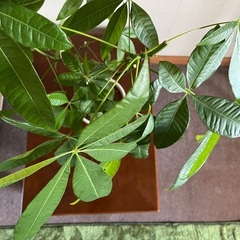 観葉植物 パキラ の画像