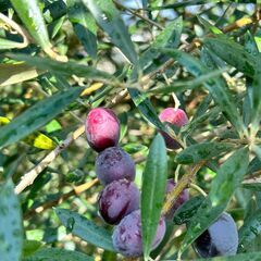 153：オリーブの実狩り　１袋300円！！の画像