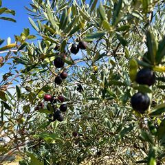 153：オリーブの実狩り　１袋300円！！の画像