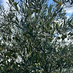 153：オリーブの実狩り　１袋300円！！の画像