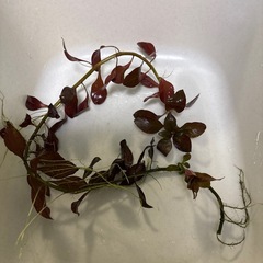 ロタラ　ロトンディフォリア　1本　🤗の画像