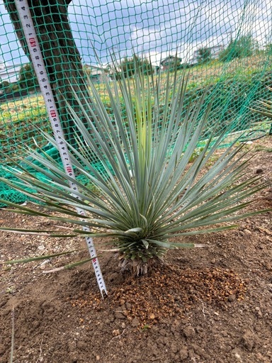 【残り3株】１年を3千円で時短【目玉商品】相場3.５万円以上の即戦力のユッカロストラータ