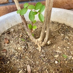 サルスベリ　ピンク
の画像