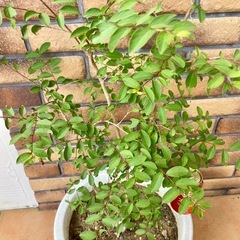 サルスベリ　ピンク
の画像