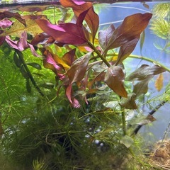 ロタラ　ロトンディフォリア　1本　🤗の画像