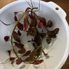 ロタラ　ロトンディフォリア　1本　🤗の画像