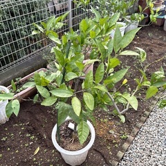 みかんの木1の画像