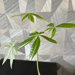【観葉植物】実生パキラの画像