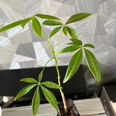 【観葉植物】実生パキラの画像