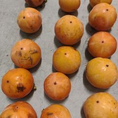 甘柿　45個の画像