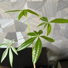 【観葉植物】実生パキラの画像