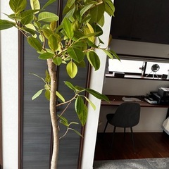 大型観葉植物　アルテシーマ　大型　うえき植木の画像