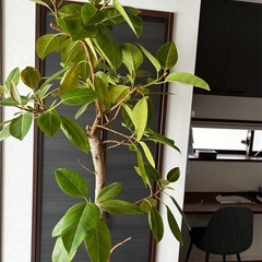 大型観葉植物　アルテシーマ　大型　うえき植木の画像