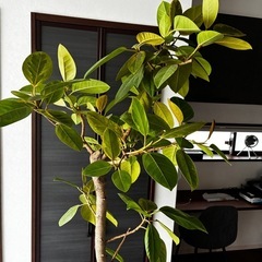 大型観葉植物　アルテシーマ　大型　うえき植木の画像