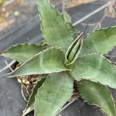 アガベ　モンタナ　実生　大株　ドライガーデン　耐寒性あり　地植え可　の画像