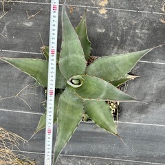 アガベ　モンタナ　実生　大株　ドライガーデン　耐寒性あり　地植え可　の画像
