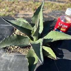 アガベ　モンタナ　実生　大株　ドライガーデン　耐寒性あり　地植え可　の画像