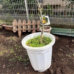 みかんの木3の画像