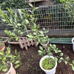 みかんの木3の画像