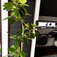 大型観葉植物　アルテシーマ　植物の画像