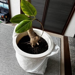大型観葉植物　アルテシーマ　植物の画像