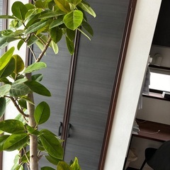 大型観葉植物　アルテシーマ　植物の画像