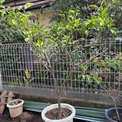 みかんの木4の画像