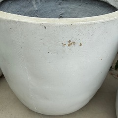 大型　鉢　植木鉢　の画像