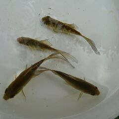 1歳鉄魚・オス2匹・メス2匹の画像