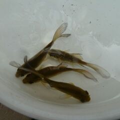 1歳鉄魚・オス2匹・メス2匹の画像