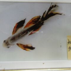 1歳鉄魚・オス2匹・メス2匹の画像