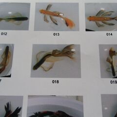 1歳鉄魚・オス2匹・メス2匹の画像