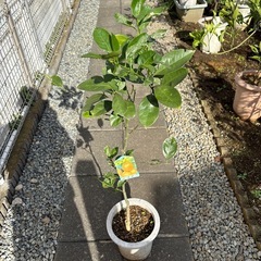 みかんの木5の画像