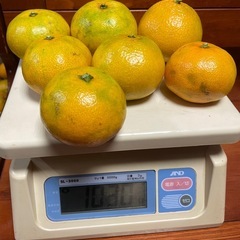 11/1収穫分🍊1kg300円〜☆早生みかん☆無農薬☆訳あり家庭用☆サイズ混合☆の画像