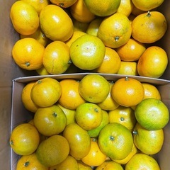 11/1収穫分🍊1kg300円〜☆早生みかん☆無農薬☆訳あり家庭用☆サイズ混合☆の画像