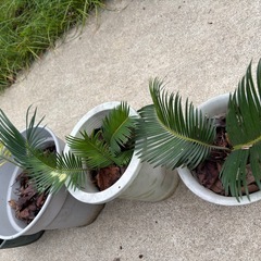 そてつ　ソテツの画像