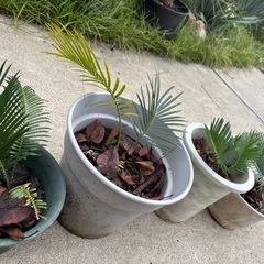 そてつ　ソテツの画像