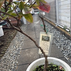 ブルーベリーの木1の画像