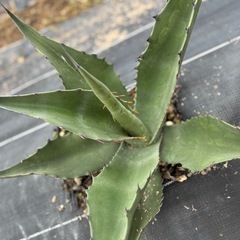 アガベ　モンタナ　実生　大株　ドライガーデン　耐寒性あり　地植え可②の画像