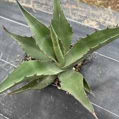 アガベ　モンタナ　実生　大株　ドライガーデン　耐寒性あり　地植え可②の画像