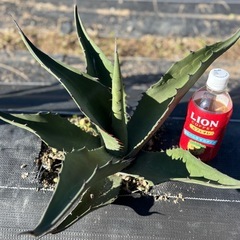 アガベ　モンタナ　実生　大株　ドライガーデン　耐寒性あり　地植え可②の画像