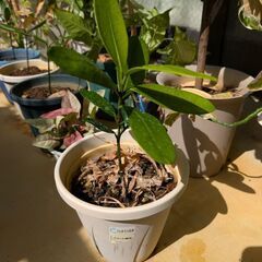 決まりました【実生苗】福木（フクギ）鉢付きの画像