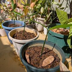 決まりました【実生苗】福木（フクギ）鉢付きの画像