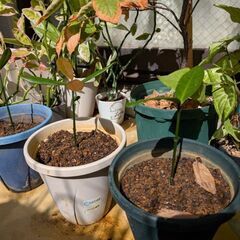 決まりました【実生苗】福木（フクギ）鉢付きの画像