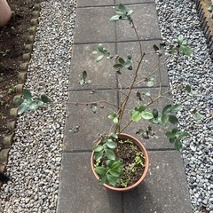 ブルーベリーの木2の画像