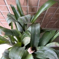 ビルベルギア ゲルダの画像