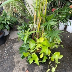 観葉植物　アレカヤシ寄植え　高さ２１０センチの画像