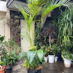 観葉植物　アレカヤシ寄植え　高さ２１０センチの画像