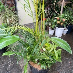 観葉植物　アレカヤシ寄植え　高さ２１０センチの画像